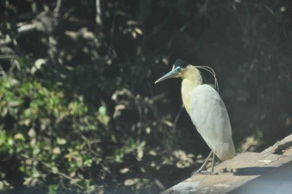 São dezenas de espécies de pássaros ao longo da Transpantaneira, entre Poconé e Porto Jofre, no Mato Grosso